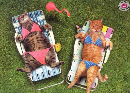 кайфандра пляжника.jpg