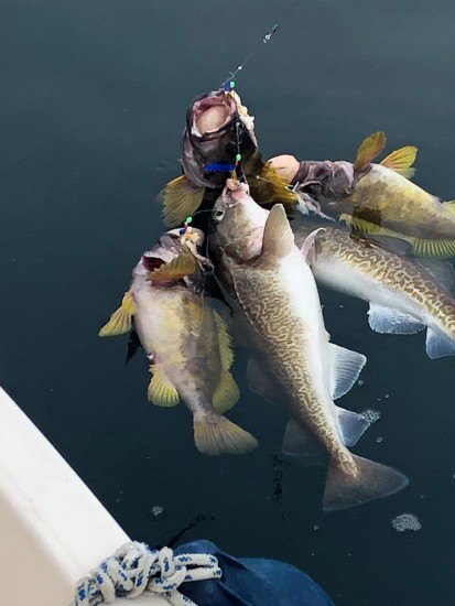 Рекорд Скотти, 5 особей на 5 крючков!