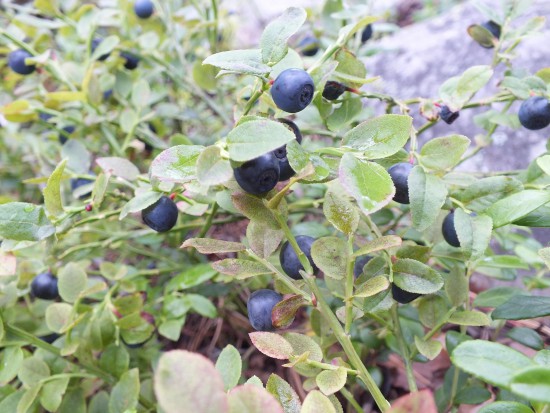 DSCF4220.JPG