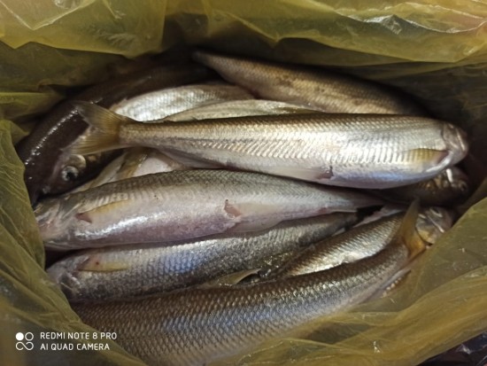 Корюшка зубатка