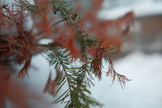 Зимние краски... Остальные фломастеры у природы кончились...