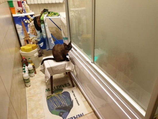 Кошку с собой не взяли :-)