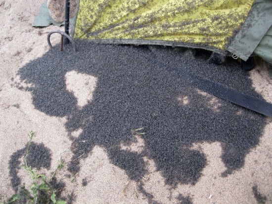 IMG_8722.JPG (515.52 КБ) 5667 просмотров это мошка