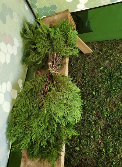 Березы не было, дуба тоже. По-быстрому нарезали туи. Мягкие лапы, лист облетает и липнет к телу. Но вполне неплохо.