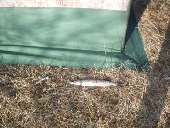 DSCF6090.JPG