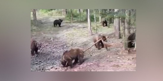 Шишкин лес по-вятски.jpg