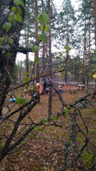 березка.jpg
