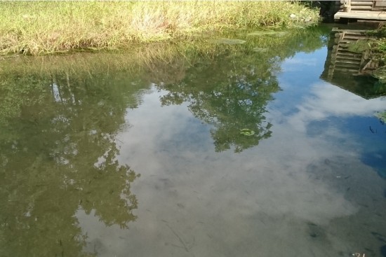 Рыбки живут в воде, насыщенной радоном.