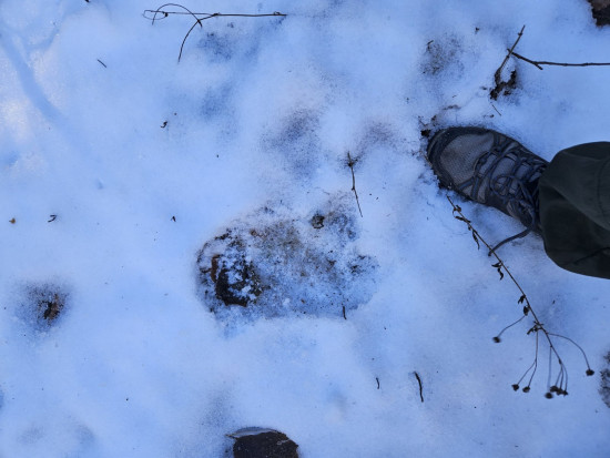 следы мишки