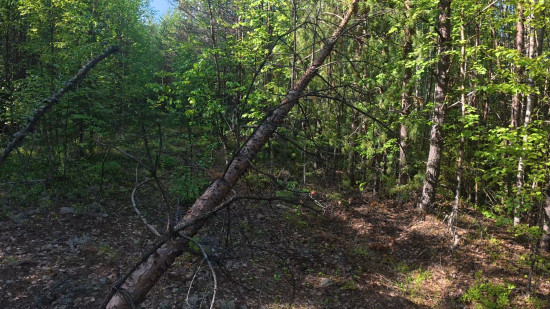 Видите дорогу? А она там есть...