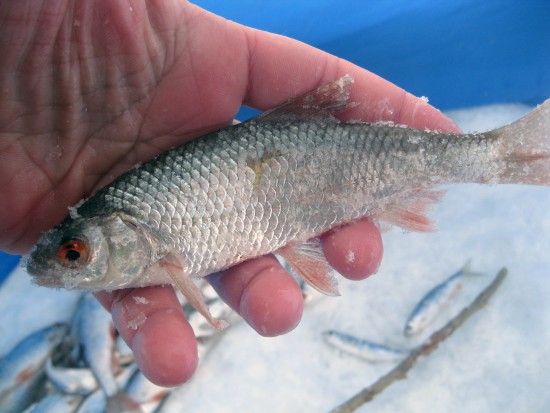 В среднем такая сорога и ловилась