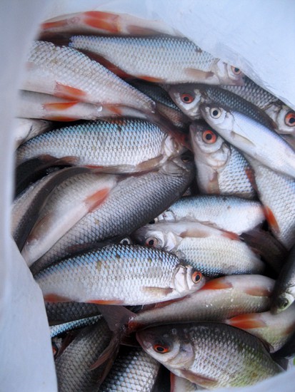 Рыбка ловится