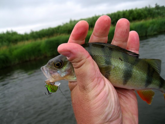 IMG_1899.JPG (235.47 КБ) 4969 просмотров Полосатый детеныш