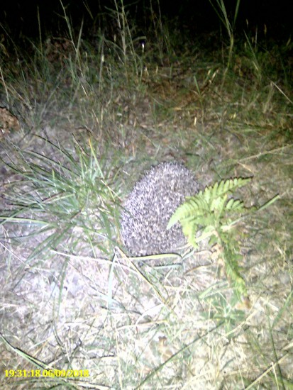 НОЧАМИ ГОСТИ ТОПАЛИ ПО ЛАГЕРЮ