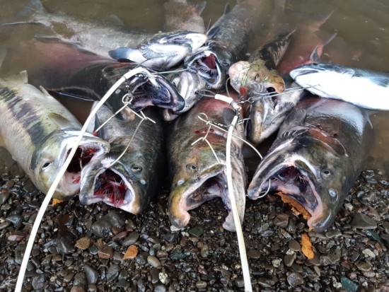 Кижуч! Красавец!