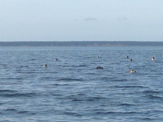 Нерпы - любители поглазеть на рыбаков